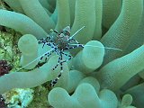 Curacao 04-12 049
